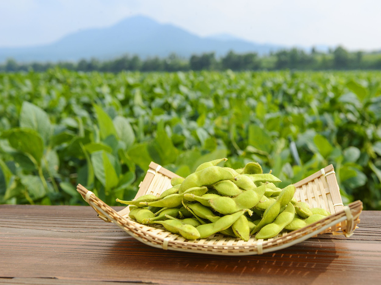 枝豆畑を背に笊に盛られただだちゃ豆