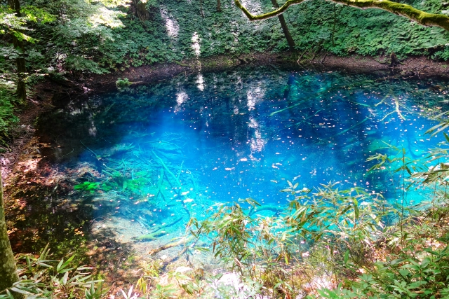 白神山地