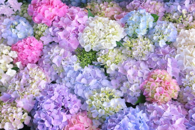 パステルカラーのあじさいの花手毬