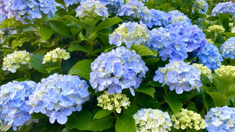 水色に染まるあじさいの花