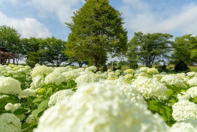 東山公園あじさいの杜 丘に咲く白いあじさい