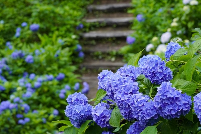 高林寺 石段に咲き連なる青いあじさい（紫陽花ロード）