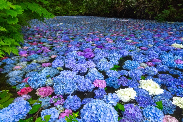 水面に浮かぶ色とりどりのあじさい池