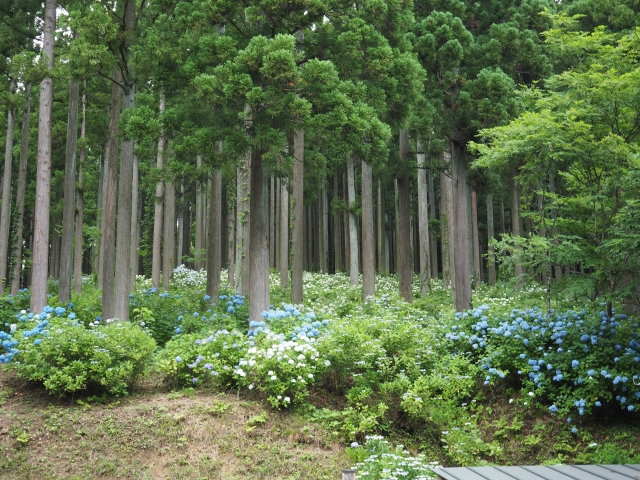 杉木立に広がるみちのくあじさい園のあじさい