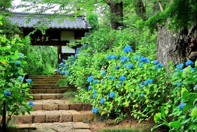 資福寺の石段に咲く青いあじさい