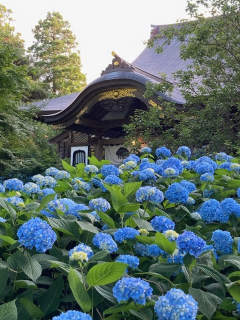 夕日に染まる雲昌寺のお堂と青いあじさい
