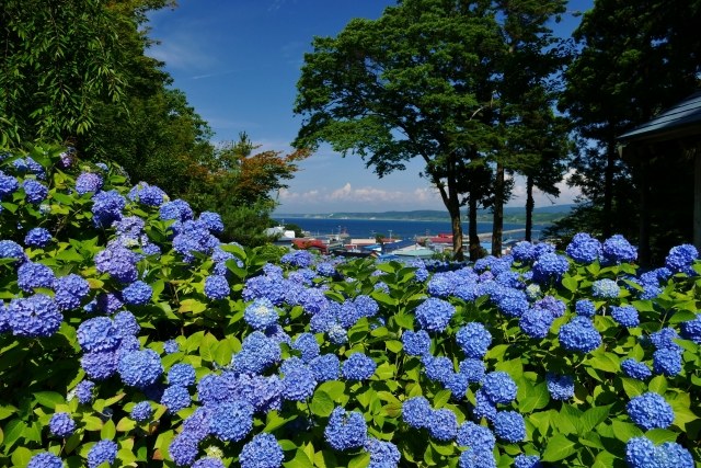 青いあじさいと男鹿の海
