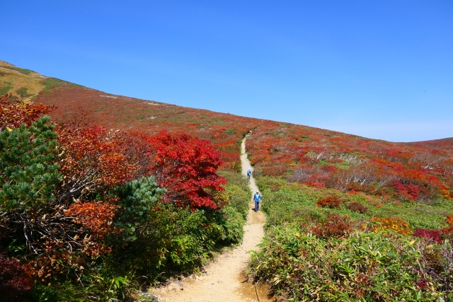 朝の栗駒山の登山道を歩く登山者と紅葉