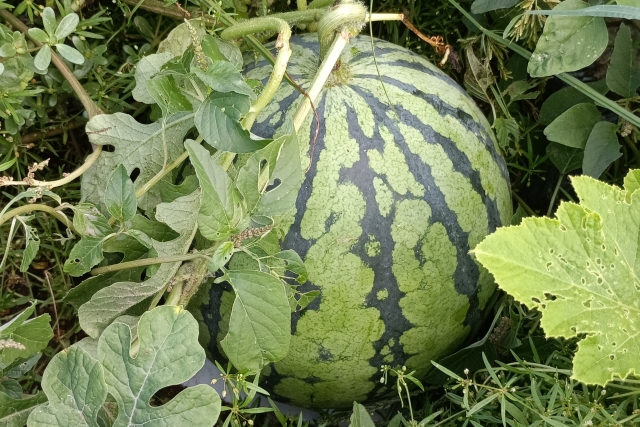畑で育つ尾花沢すいか