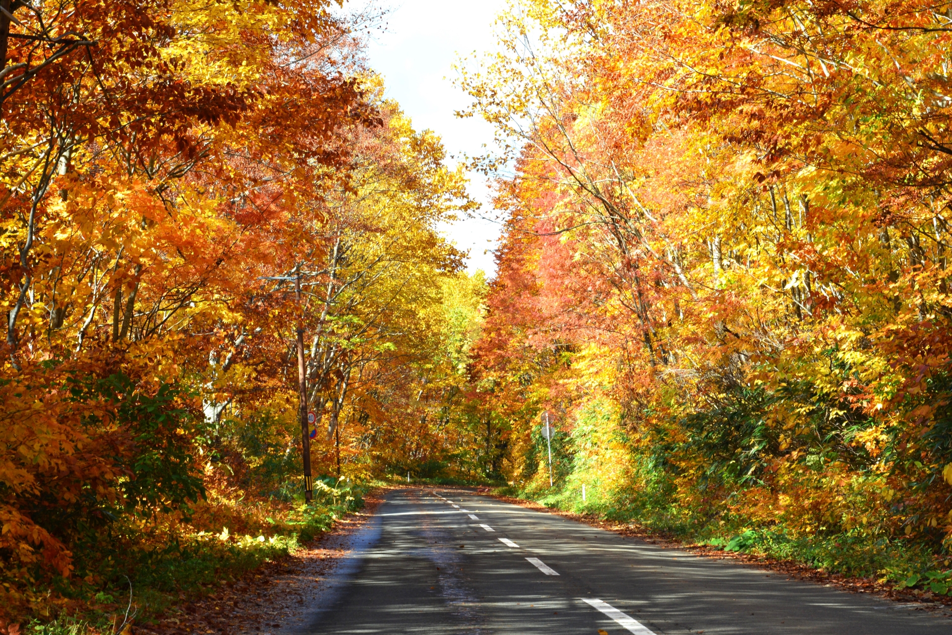 紅葉のトンネルになった山岳道路