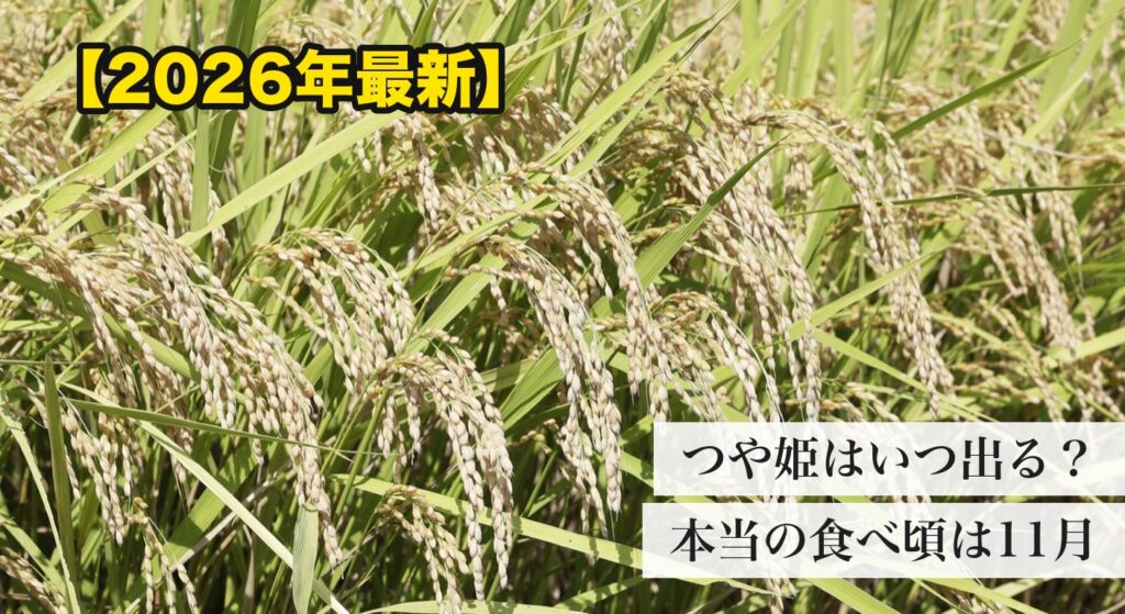 黄金色に実った山形の稲穂と2026年最新の新米ガイドのアイキャッチ